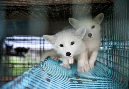 Foxes in fur farm