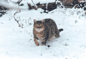 Outdoor Cats in the Winter