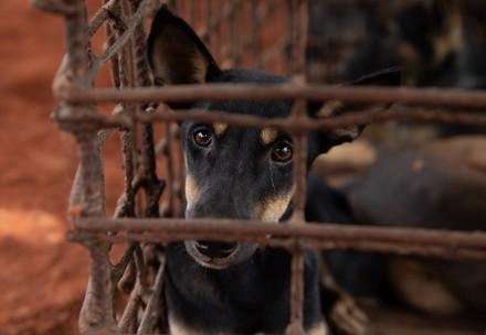 Hund im Schlachthaus in Kambodscha