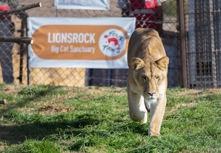 Lioness Ellie after her release in LIONSROCK