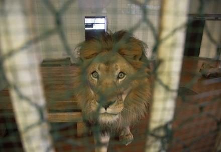 Rescued Lions Continue to Suffer in Albania Because of Bureaucratic Arbitrariness