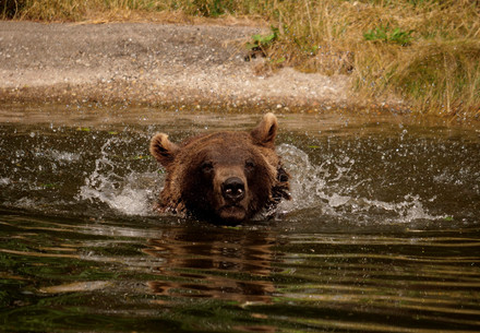 Bear Erich splashing in his pond