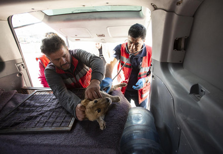 FOUR PAWS earthquake relief in Syria