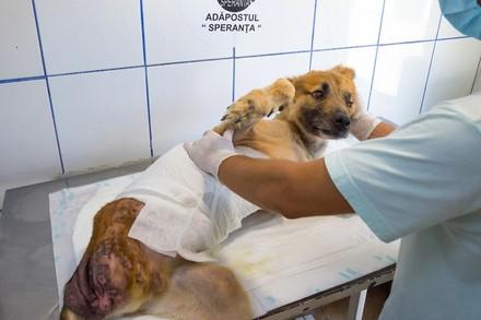 Hund Ursus wird in Speranta behandelt