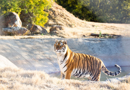 Tiger in LIONSROCK