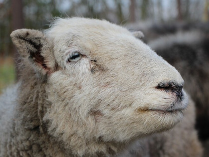 Sheep and mulesing