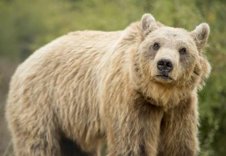 Bear Pashuk at BEAR SANCTUARY Prishtina