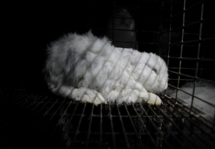 Ferme de lapins en Hongrie