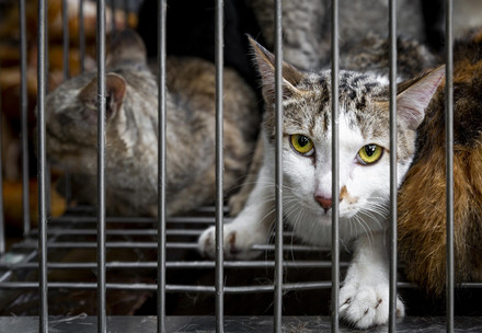 Katzen in einem Käfig in einem Schlachthaus