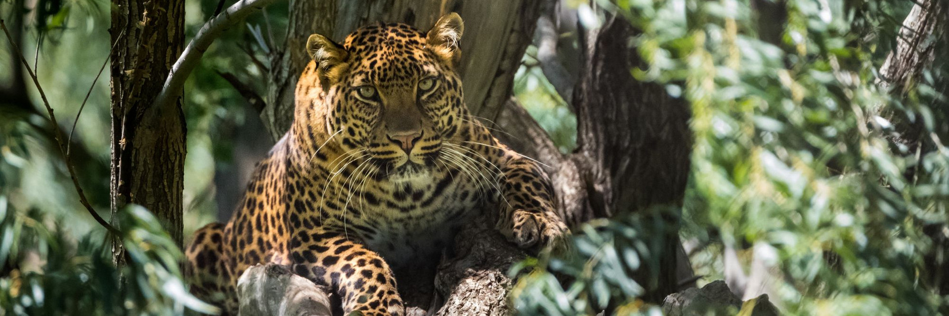 Leopard Bakari in a tree 