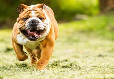 Breeding of Dogs with Genetic Disorders - FOUR PAWS International - Animal  Welfare Organisation