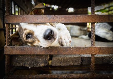 A white and brown dog behind rusty metal bars