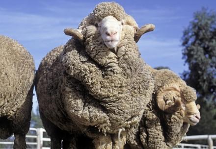 des moutons mérinos