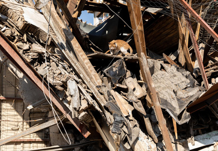 A cat climbing through the rubble of a destroyed building in Antakya, southern Türkiye