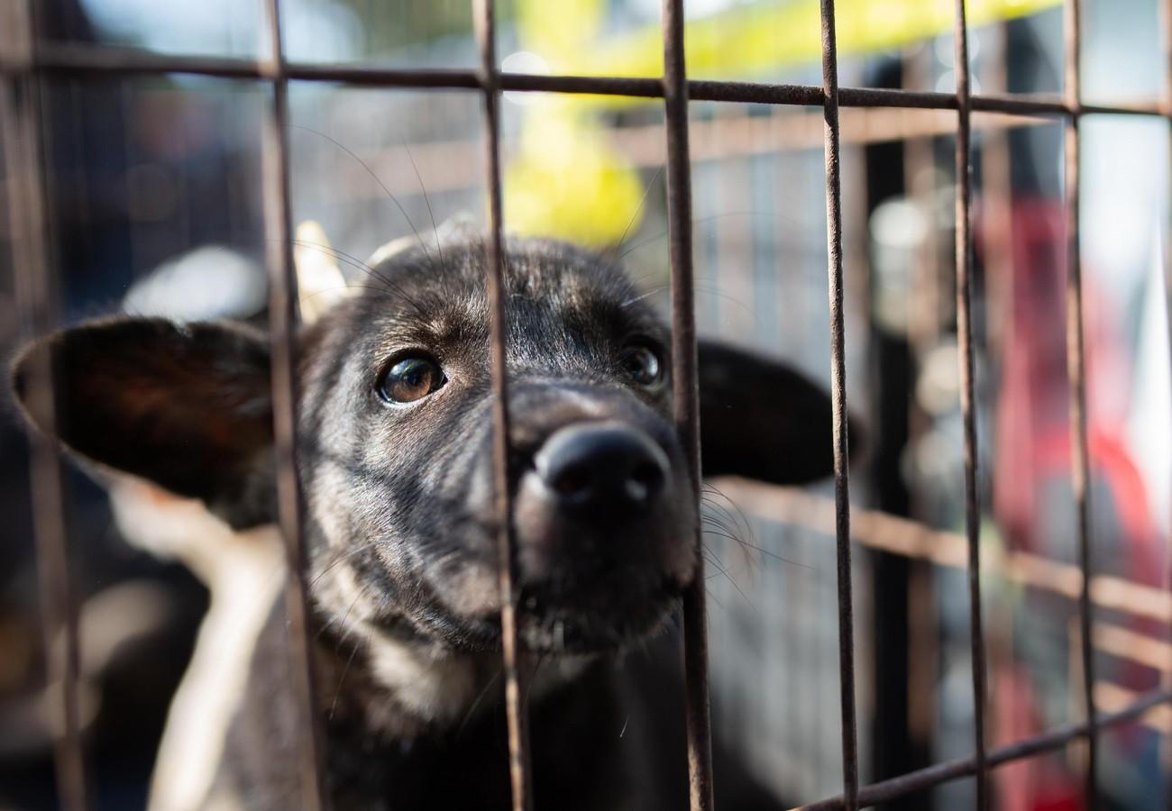 Stray Animal Care in Thailand - FOUR PAWS International - Animal Welfare  Organisation