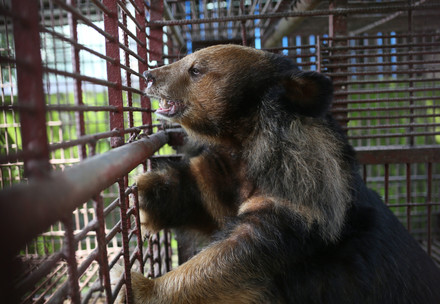 ours bileux en cage