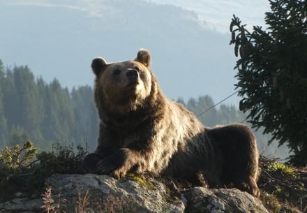 Arosa Bear Sanctuary 