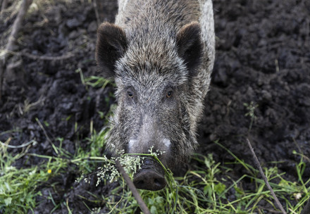 Wild boar at Centre de protection des animaux sauvages et des espèces (WTST), Allemagne