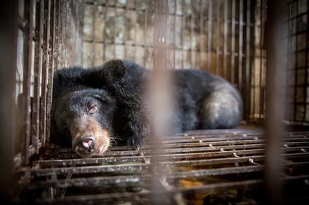 Black bear behind bars at bile farm
