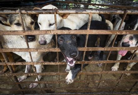 FOUR PAWS Shuts Down Dog Slaughterhouse in Cambodia
