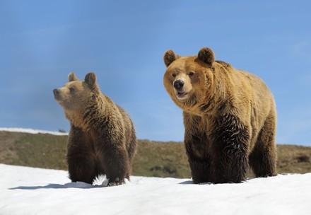 Brown bears Amelia and Miemo in the snow 