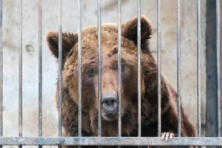 Bear in cage