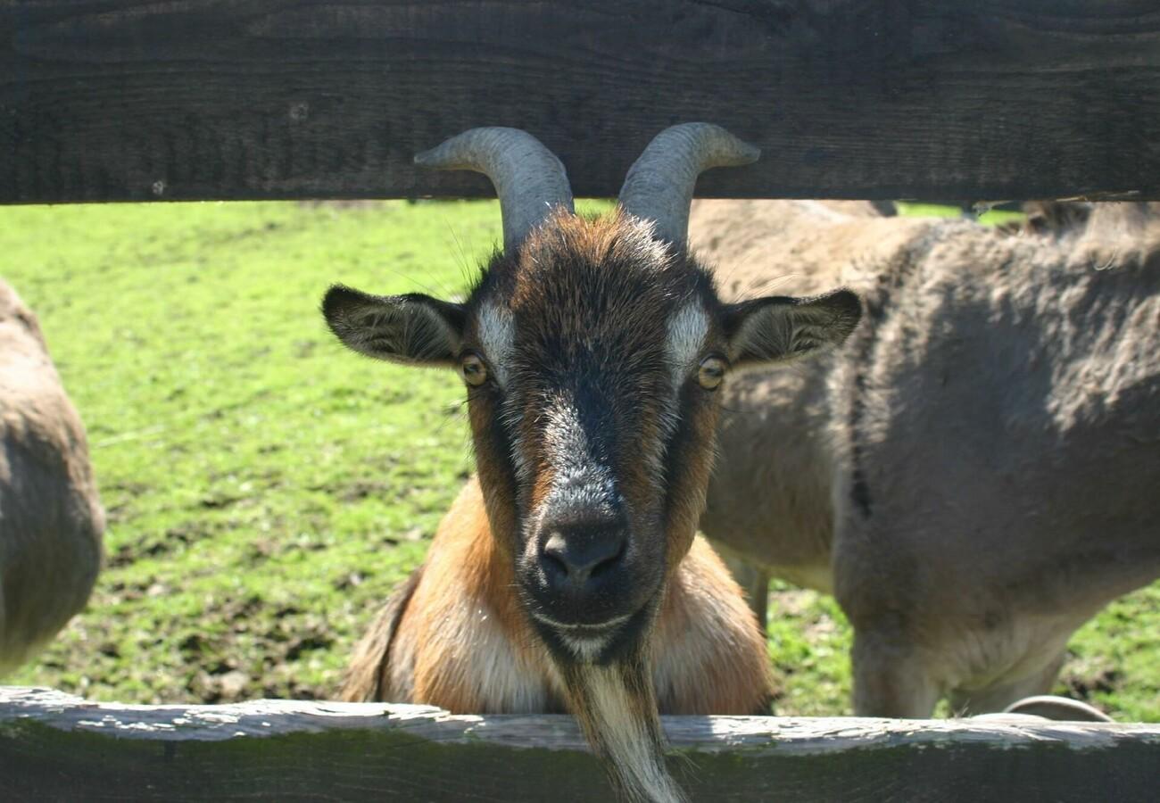 10 Facts about Goats - FOUR PAWS International - Animal Welfare Organisation