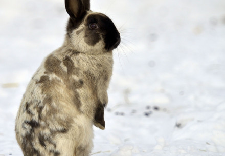 Rabbit in snow