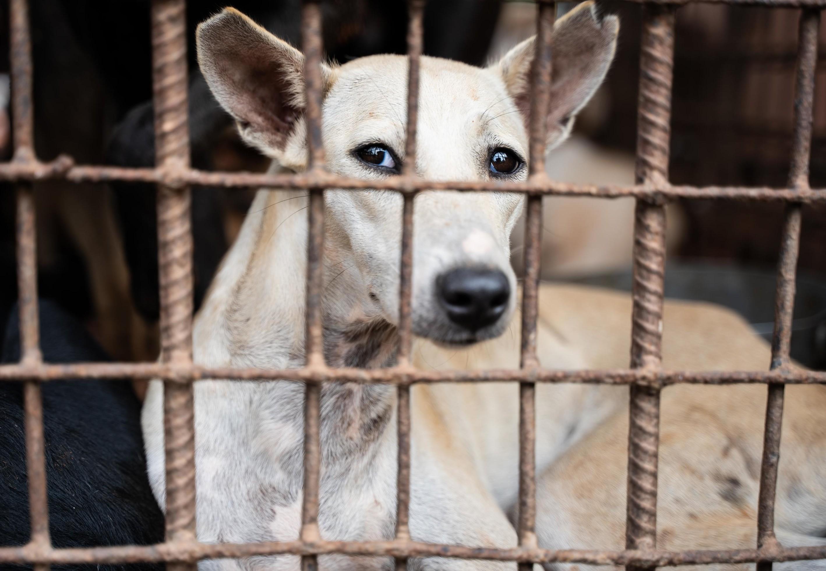 FOUR PAWS shuts down dog slaughterhouse in Cambodia critical to the trade -  FOUR PAWS in US - Global Animal Protection Organization