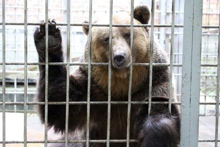 A brown bear behind metal bars with one paw up