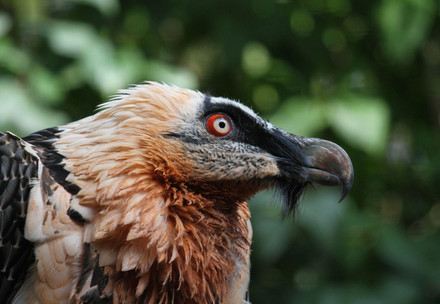 Bearded Vulture at EGS