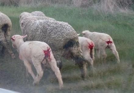 Des agneaux blessés