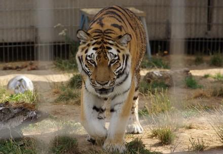 Tiger rescue in Germany and transfer to TIERART