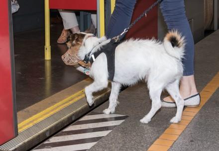 Hund mit Maulkorb in der U-Bahn