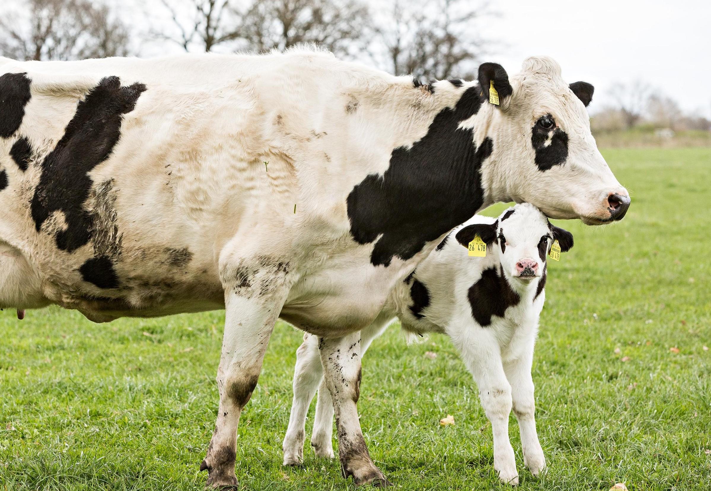 Alternatives To Dairy Cow Husbandry - FOUR PAWS International - Animal  Welfare Organisation