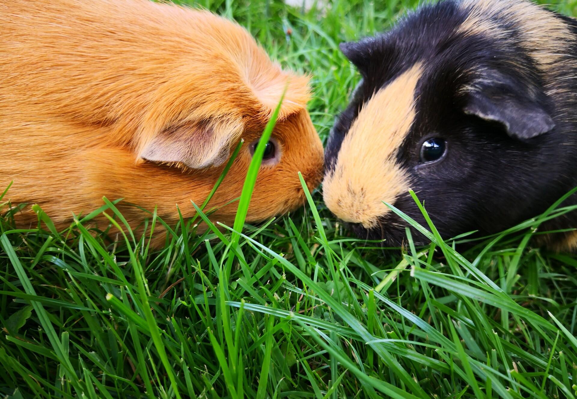 Putting Guinea Pigs Together Publications Guides Our Stories Four Paws International,What Do Horses Eat For Treats