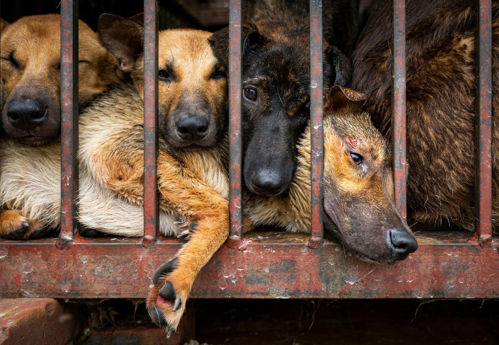 Dog and cat meat consumption ban in UK - Blog & News - Our Stories - FOUR PAWS in the UK