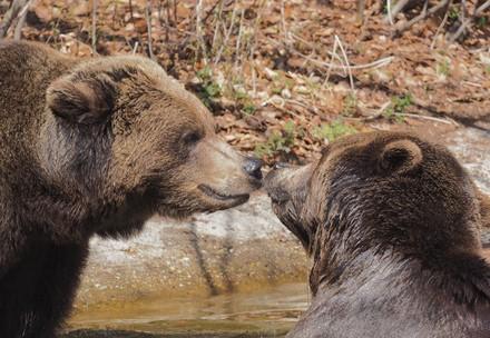 Zwei Bären beschnuppern sich mit den Nasenspitzen