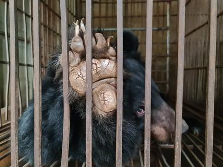 Bear on bile farm in Vietnam