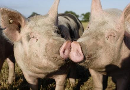 Zwei Schweine (C)  VIER PFOTEN | Fred Dott  