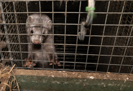 Mink in a cage at a fur farm
