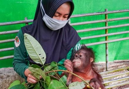 Orangutan with caretaker wearing a mask