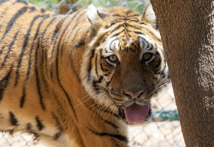 The two rescued tigers from Buenos Aires arrive at Al Ma’wa for Nature and Wildlife, Jordan.