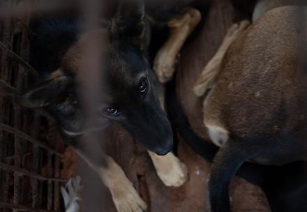 A dog slaughterhouse in Cambodia