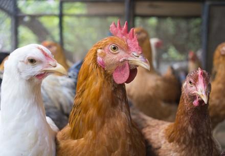 Types of Husbandry for Laying Hens