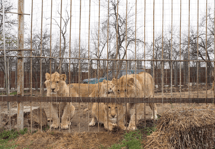 7 lions in desperate need