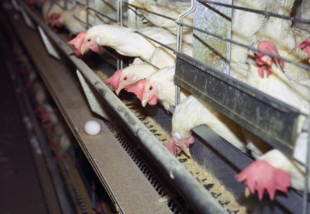 Laying hens inside tiny cages