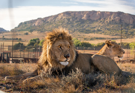 Löwen Juba & Micca Großkatzenschutzzentrum Lionsrock