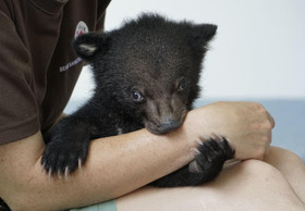 Rettung für Mochi – VIER PFOTEN rettet Bärenjunges aus illegalem Wildtierhandel 
