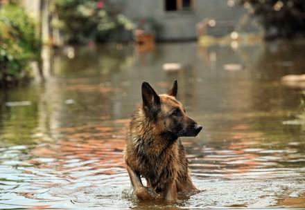 A dog affected by severe flooding
